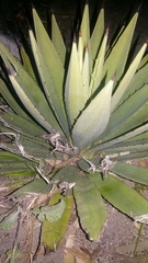 Agave obscura