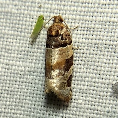 Argyrotaenia kimballi