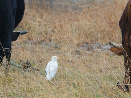 Western Cattle-Egret