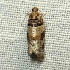 Argyrotaenia kimballi