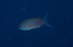 Anthias anthias
