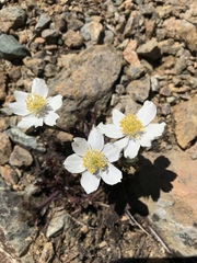 Anemone drummondii drummondii