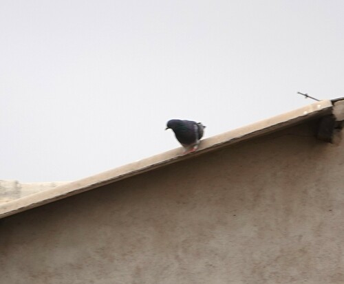 Feral Pigeon