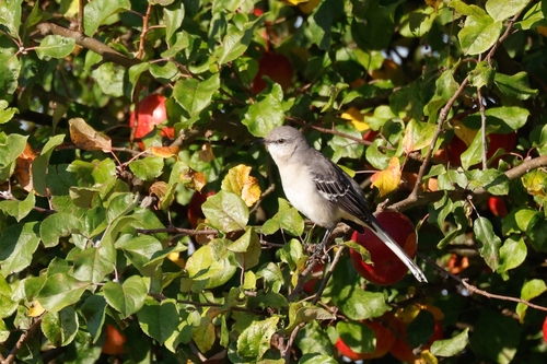 Sinsonte norteño (Mimus polyglottos)
