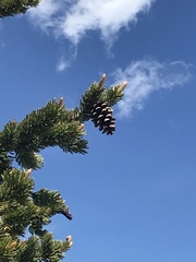 Pinus balfouriana