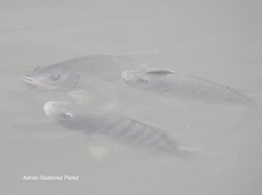 Oreochromis niloticus