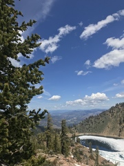 Pinus balfouriana