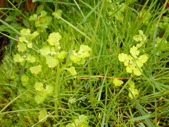 Chrysosplenium rimosum