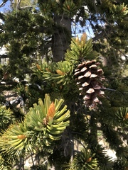 Pinus balfouriana