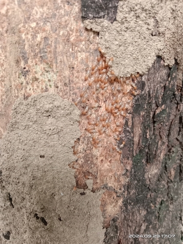 Black-winged Subterranean Termite photo 4