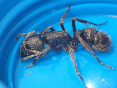 Pseudoneoponera excavataPseudoneoponera excavata