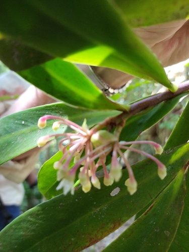 Ardisia pachyrrhachis, 2024-09-29