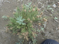 Oxytropis middendorffii