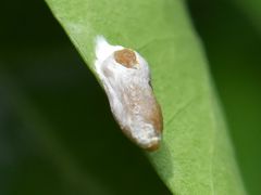 Chrysoesthia sexguttella