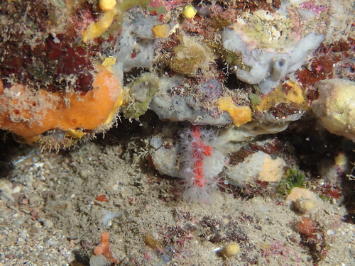 Corallium rubrum