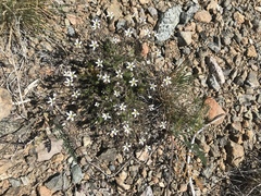 Sabulina nuttallii