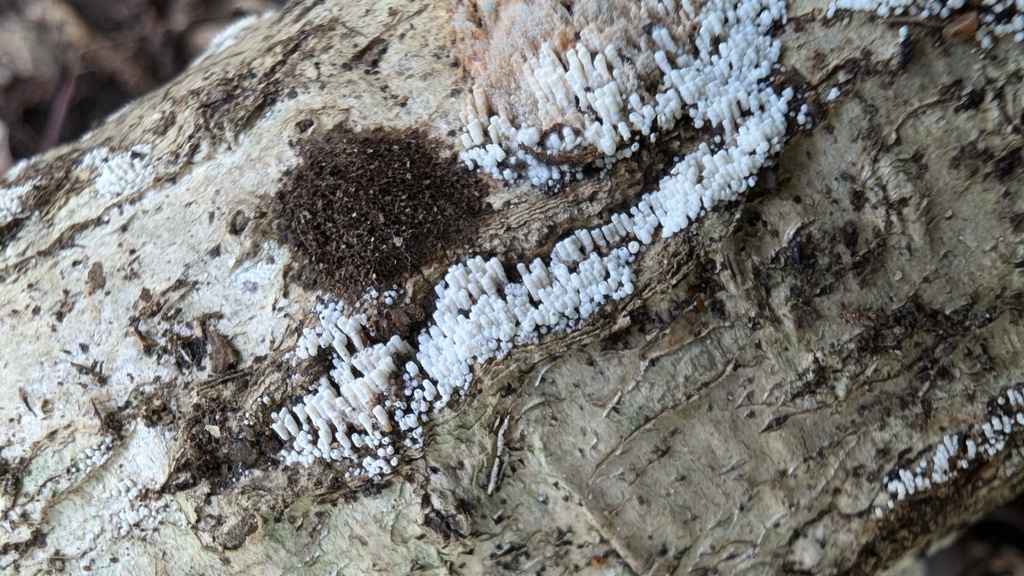 Henningsomyces candidus · September 2024 · photo: © atsushi_nakajima_cirque (iNaturalist, cc-by)