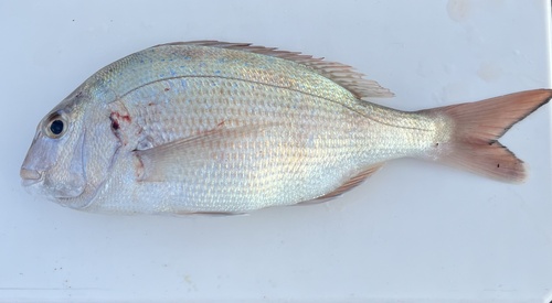 Red seabream (Pagrus major) — Sparidae — 4