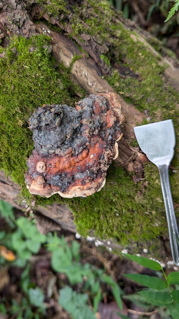 Fomitopsis pinicola · September 2024 · photo: © atsushi_nakajima_cirque (iNaturalist, cc-by)