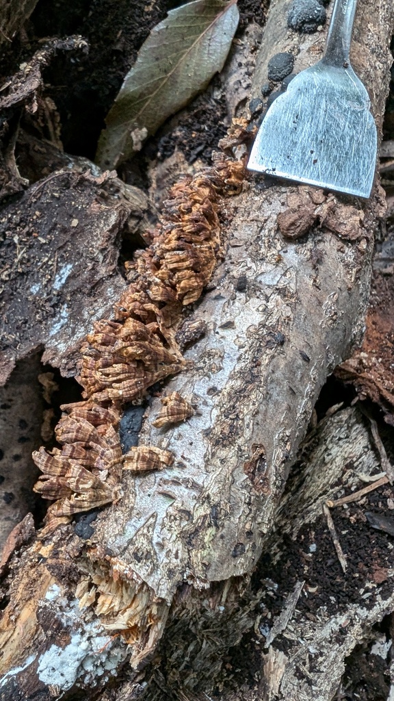 Xylobolus spectabilis