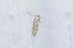 Coleotechnites coniferella