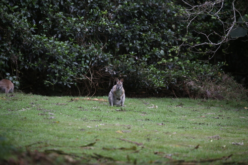 Black-striped Wallaby