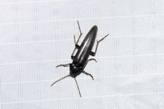 Enchodes sericea