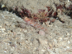 Vanneaugobius dollfusi