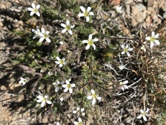 Sabulina nuttallii