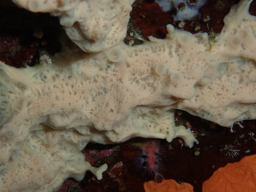 Haliclona mucosa