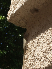 Sceloporus occidentalis