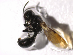 Pemphredonina