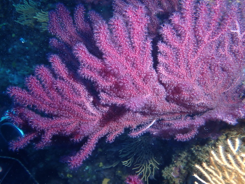 violescent sea-whip