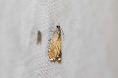 Dichrorampha bittana