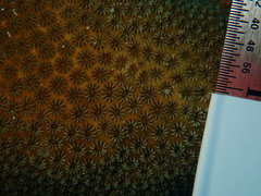 Stephanocoenia intersepta