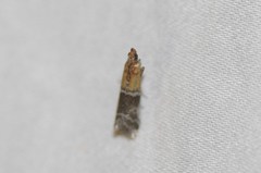 Moodna pallidostrinella