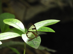 Pagyris cymothoe