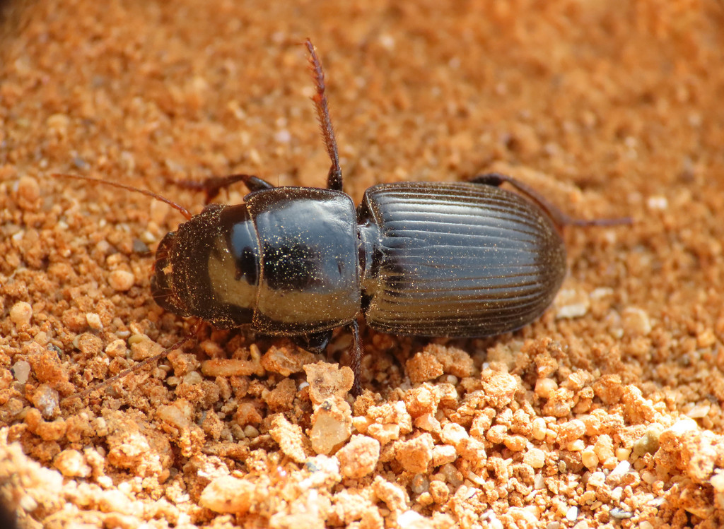 Acinopus picipes