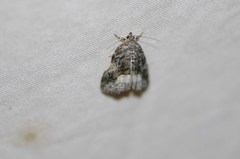 Protodeltote muscosula