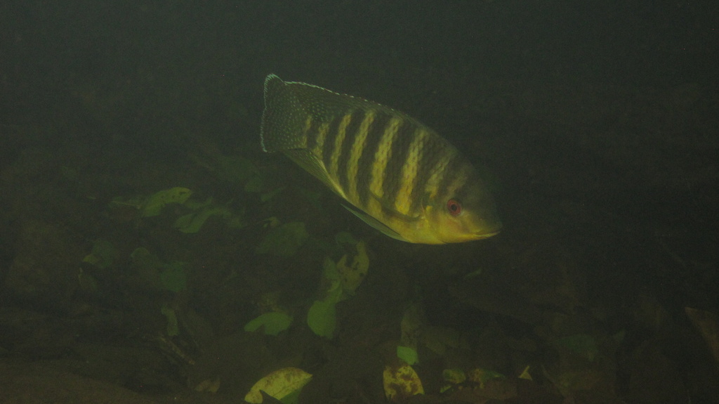 Black Mangrove Cichlid