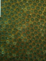 Stephanocoenia intersepta