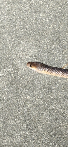 Carpentaria Small-eyed Snake