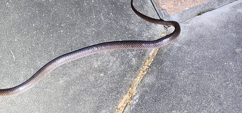 Carpentaria Small-eyed Snake