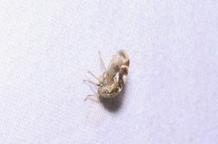 Cyrtolobus tuberosus
