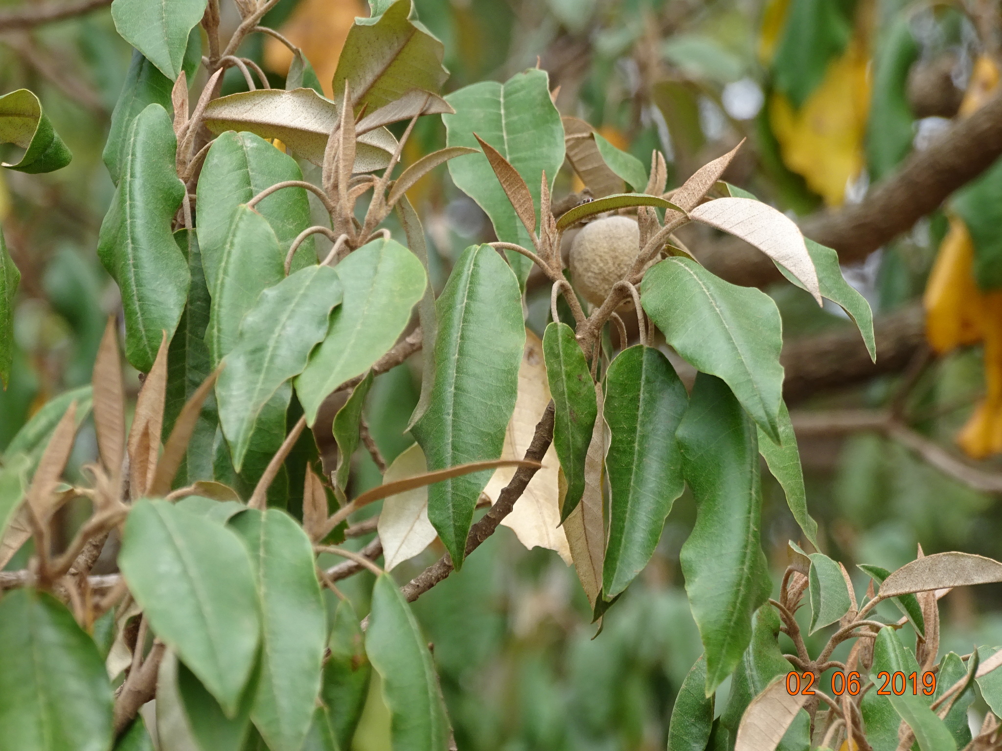 Croton dichogamus