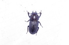 Dorcus parallelus