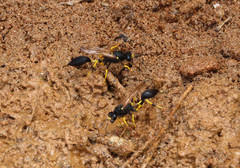 Sceliphron destillatorium