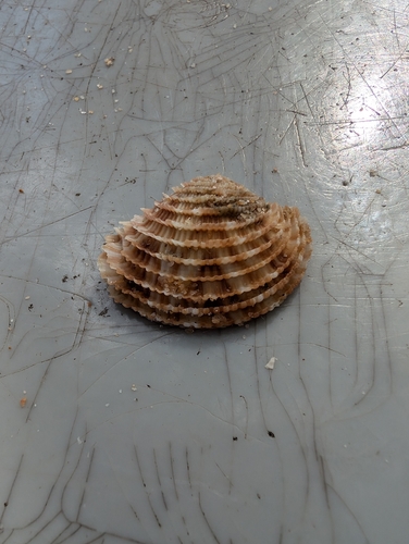 Antigona lamellaris observed 2024-09-29