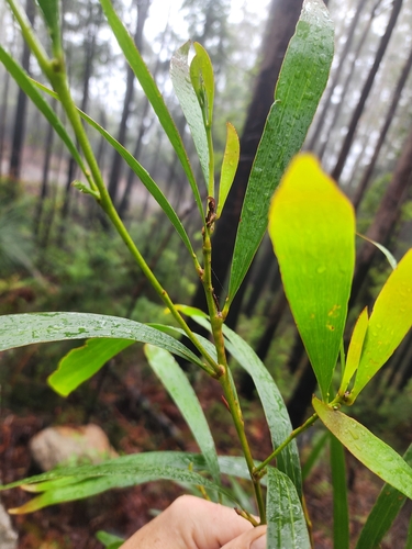 Image of Acacia obtusifolia by (c) Hector Hind, some rights reserved (CC BY)