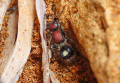 Sigilla dorsata